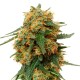 Tangerine Dream feminised Ganja Seeds