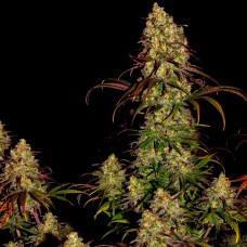 Tangerine Dream feminised Ganja Seeds