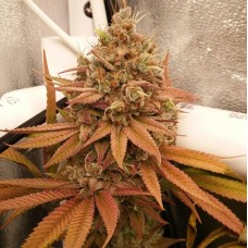 Auto Californian Orange feminised Ganja Seeds