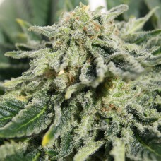 Neville's Haze feminised GanjaLiveSeeds