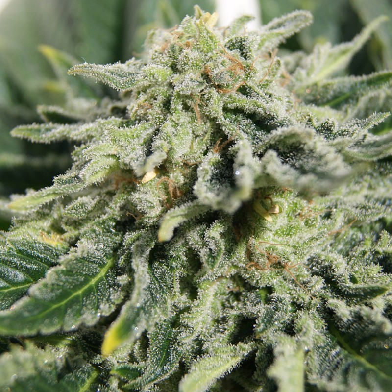 Neville's Haze feminised GanjaLiveSeeds