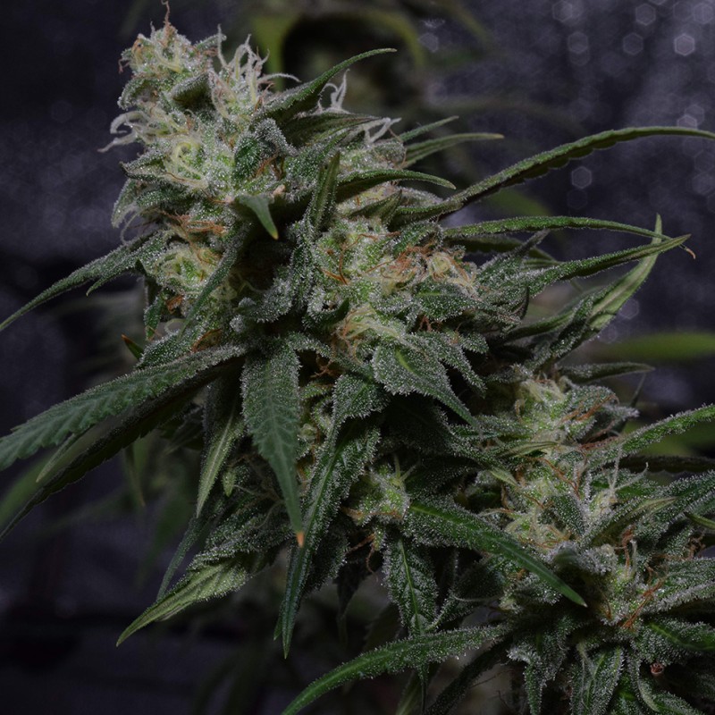 Auto Original Blueberry feminised Victory Seeds