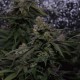 Auto Original Blueberry feminised Victory Seeds