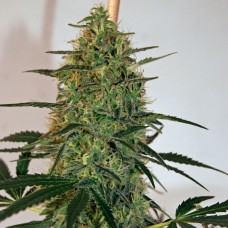 Lemon Skunk CBD feminised GanjaLiveSeeds