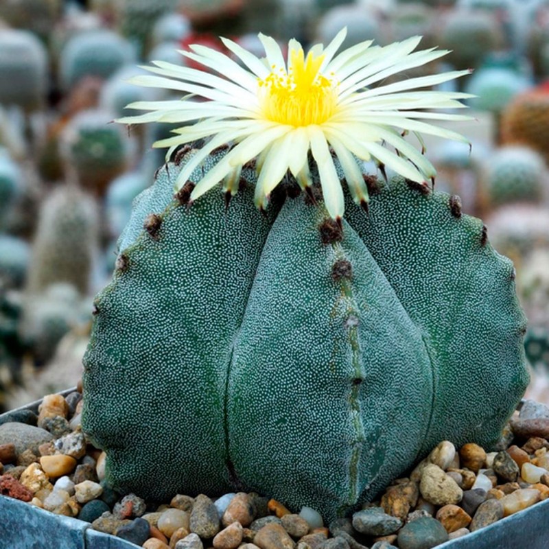 Astrophytum myriostigma SB 262