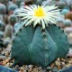 Astrophytum myriostigma SB 262