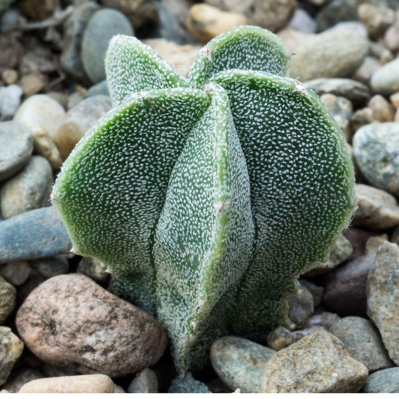 Astrophytum myriostigma SB 262