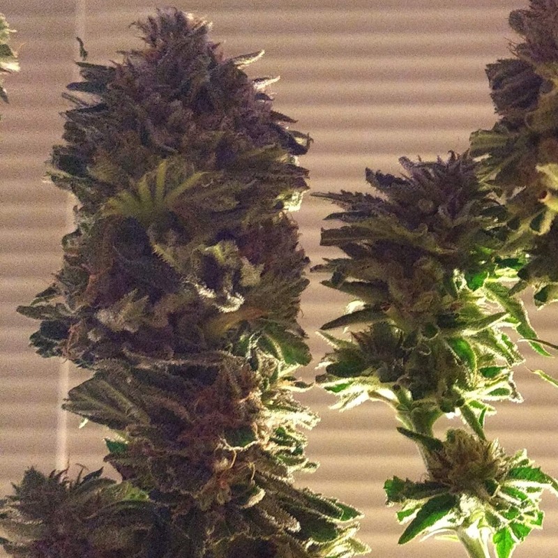 Auto Critical CBD feminised Ganja Seeds