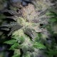 Auto Critical CBD feminised Ganja Seeds