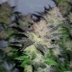 Auto Critical CBD feminised Ganja Seeds