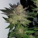 Auto Critical CBD feminised Ganja Seeds