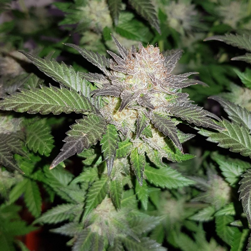Auto Critical CBD feminised Ganja Seeds