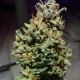 Auto Critical CBD feminised Ganja Seeds