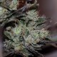 Early Durban feminised Ganja Seeds - 2 насінини