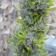 Colombian Gold feminised Ganja Seeds - 2 насінини