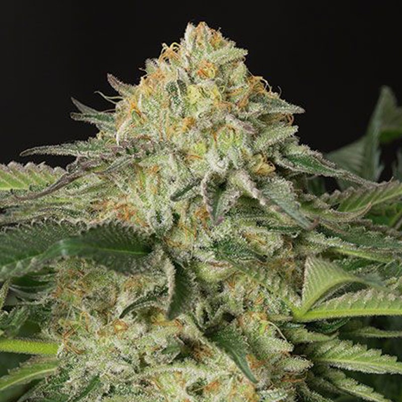 Amnesia Lemon feminised Ganja Seeds - 777 насінин