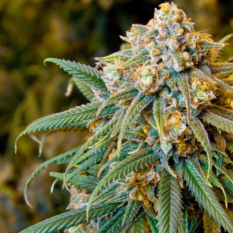 New York City feminised GanjaLiveSeeds