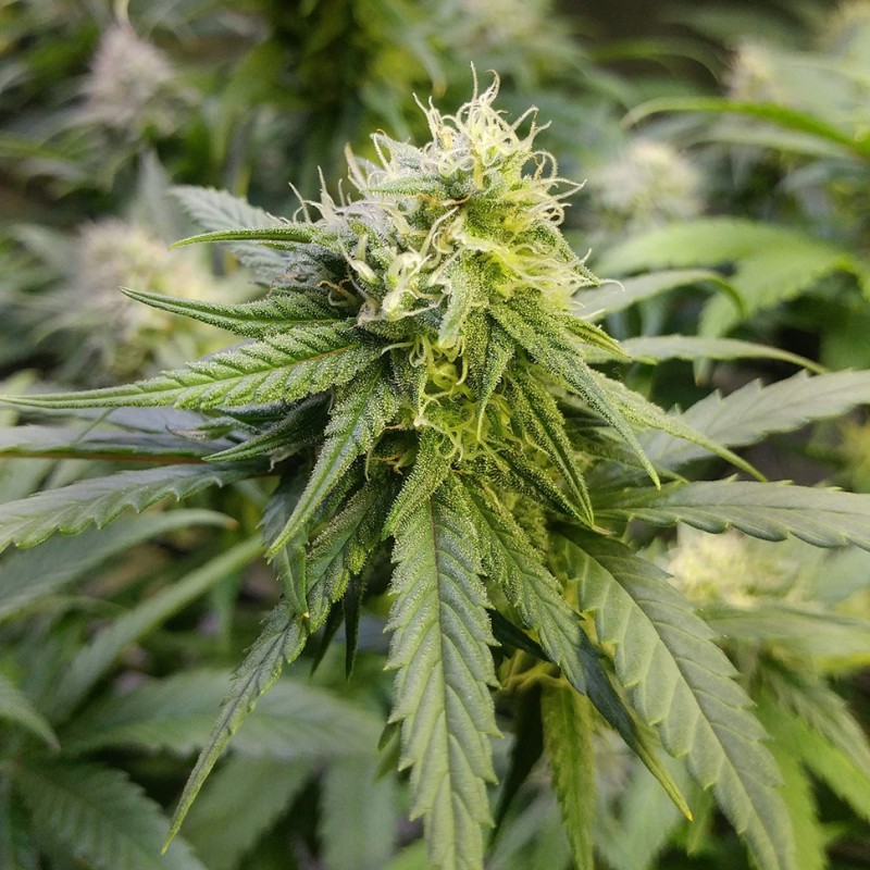 Auto Original Lemon Skunk feminised Victory Seeds