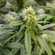 Auto Original Lemon Skunk feminised Victory Seeds