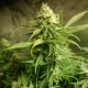 Auto Original Lemon Skunk feminised Victory Seeds