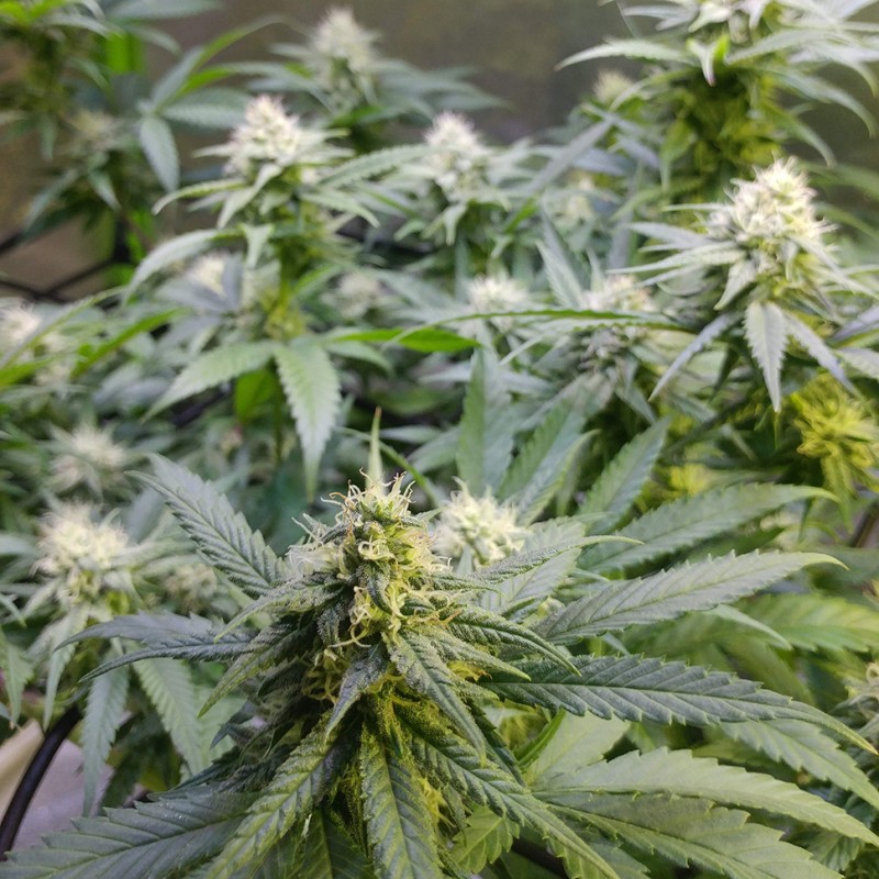 Auto Original Lemon Skunk feminised Victory Seeds