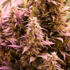 New York Diesel CBD feminised GanjaLiveSeeds