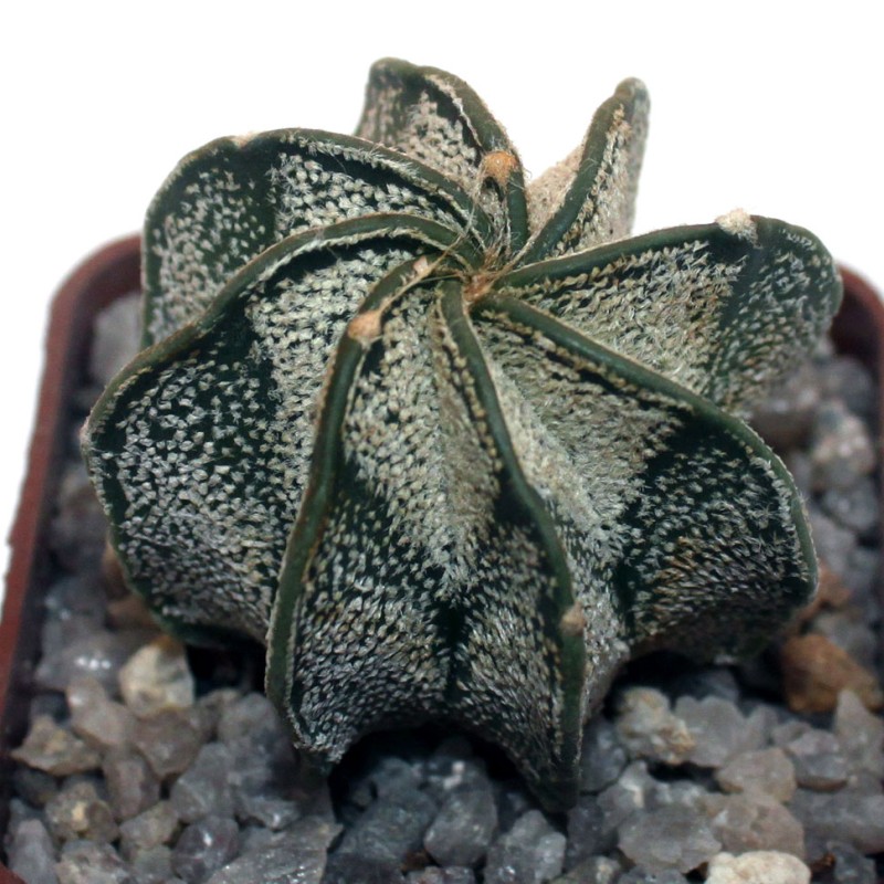 Astrophytum capricorne v. major (PLapp) x aster. Gonzales