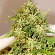 Auto Little Russian feminised Ganja Seeds