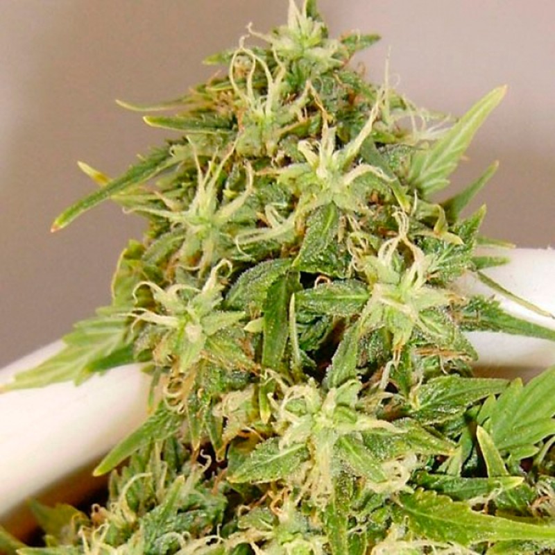 Auto Little Russian feminised Ganja Seeds - 7 насінин