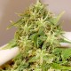 Auto Little Russian feminised Ganja Seeds - 7 насінин