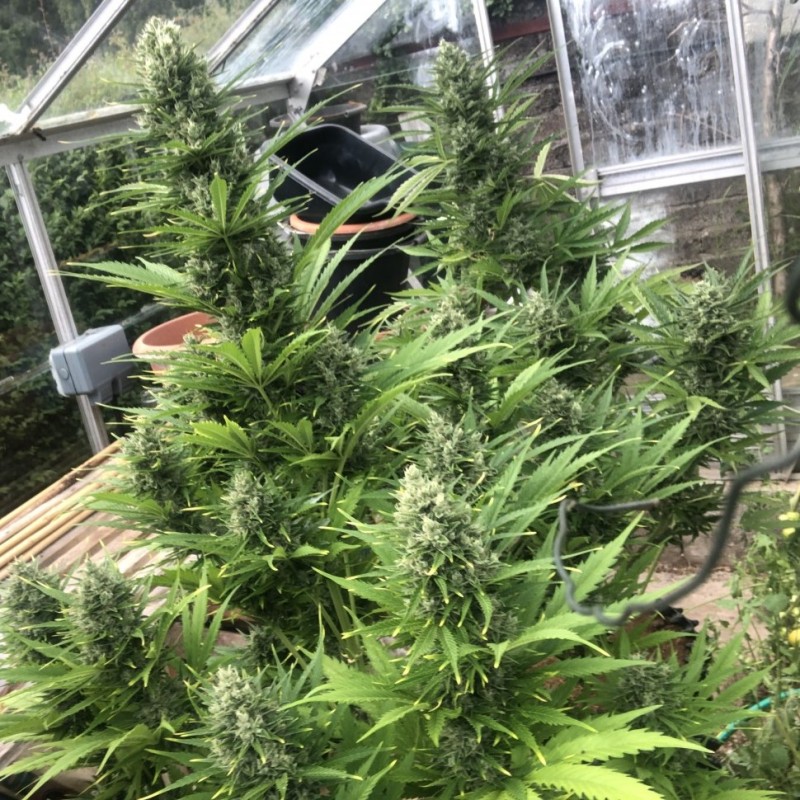 Auto Critical Orange Punch feminised Ganja Seeds