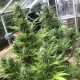 Auto Critical Orange Punch feminised Ganja Seeds