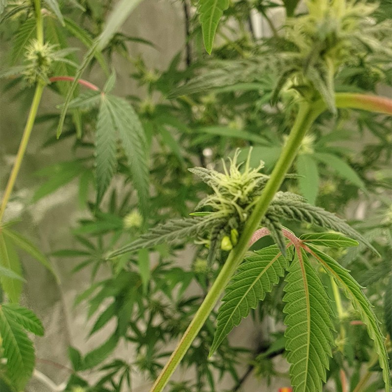 Auto Critical Orange Punch feminised Ganja Seeds