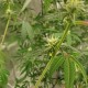 Auto Critical Orange Punch feminised Ganja Seeds