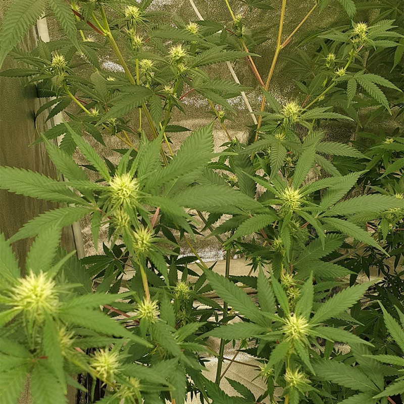 Auto Critical Orange Punch feminised Ganja Seeds