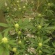Auto Critical Orange Punch feminised Ganja Seeds