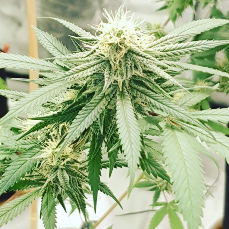 Auto Critical Orange Punch feminised Ganja Seeds
