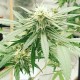 Auto Critical Orange Punch feminised Ganja Seeds
