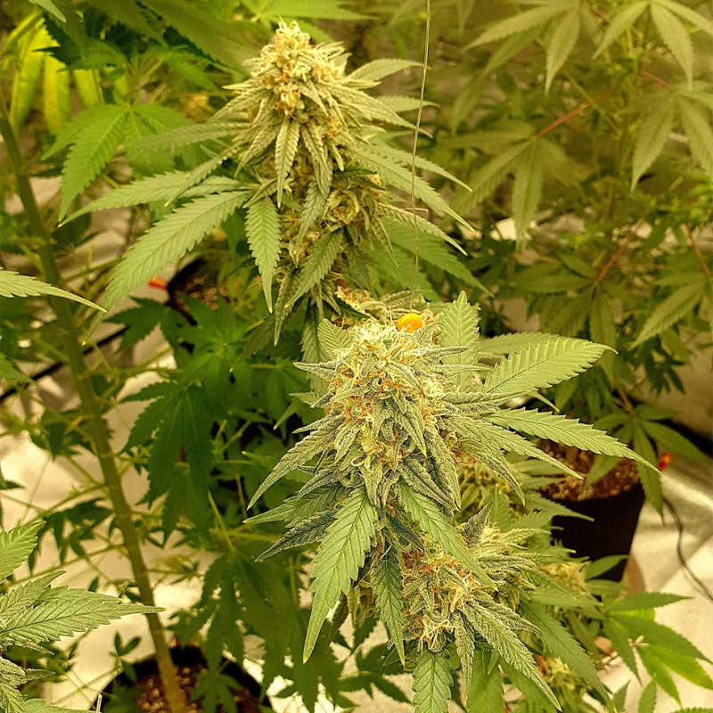 Auto Critical Orange Punch feminised Ganja Seeds