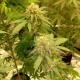 Auto Critical Orange Punch feminised Ganja Seeds