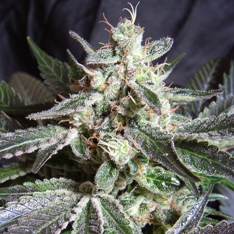 Black Jack feminised Ganja Seeds - 2 насінини