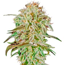 AMS feminised Ganja Seeds