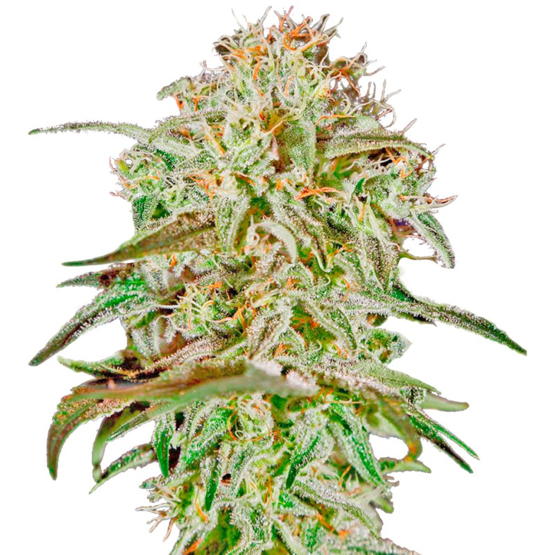 AMS feminised Ganja Seeds - 777 насінин