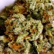 New York Diesel feminised GanjaLiveSeeds