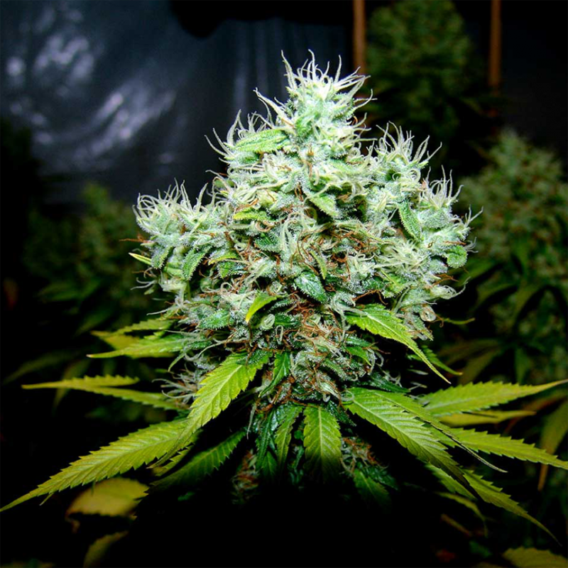 New York Diesel feminised GanjaLiveSeeds