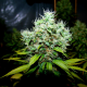 New York Diesel feminised GanjaLiveSeeds