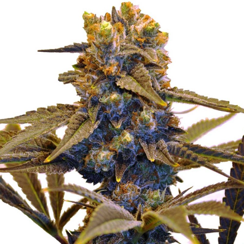 New York Diesel feminised GanjaLiveSeeds