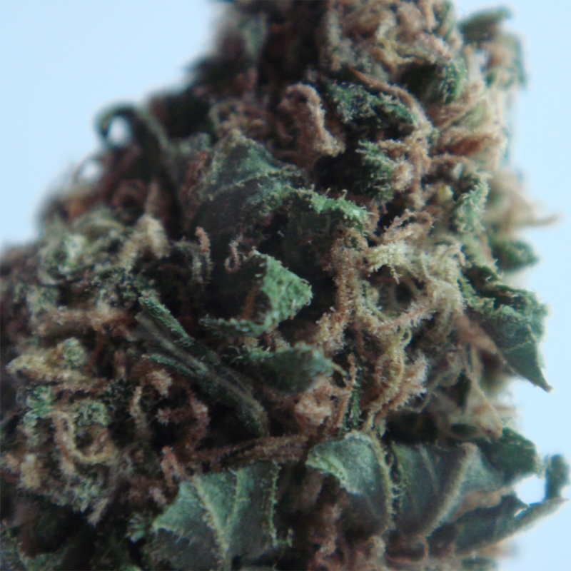 New York Diesel feminised GanjaLiveSeeds