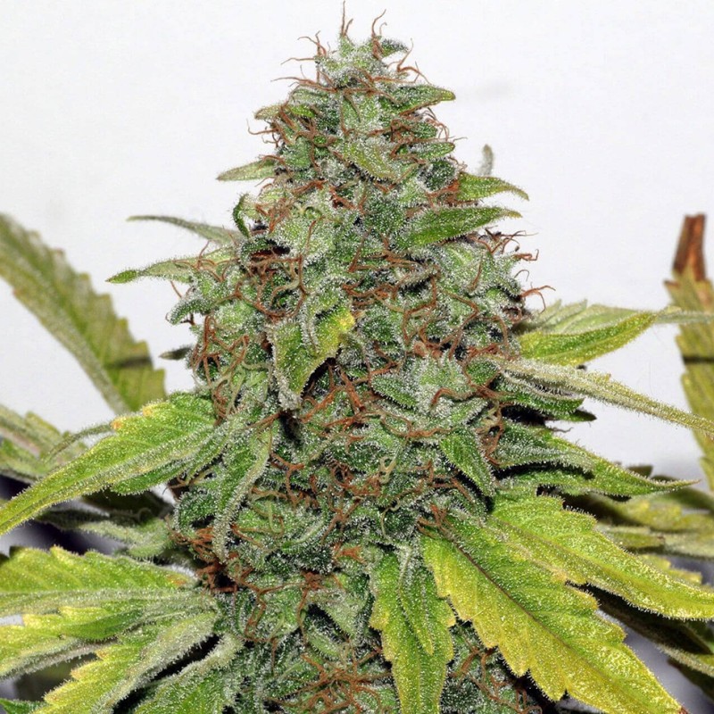 New York Diesel feminised GanjaLiveSeeds