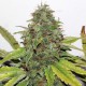 New York Diesel feminised GanjaLiveSeeds